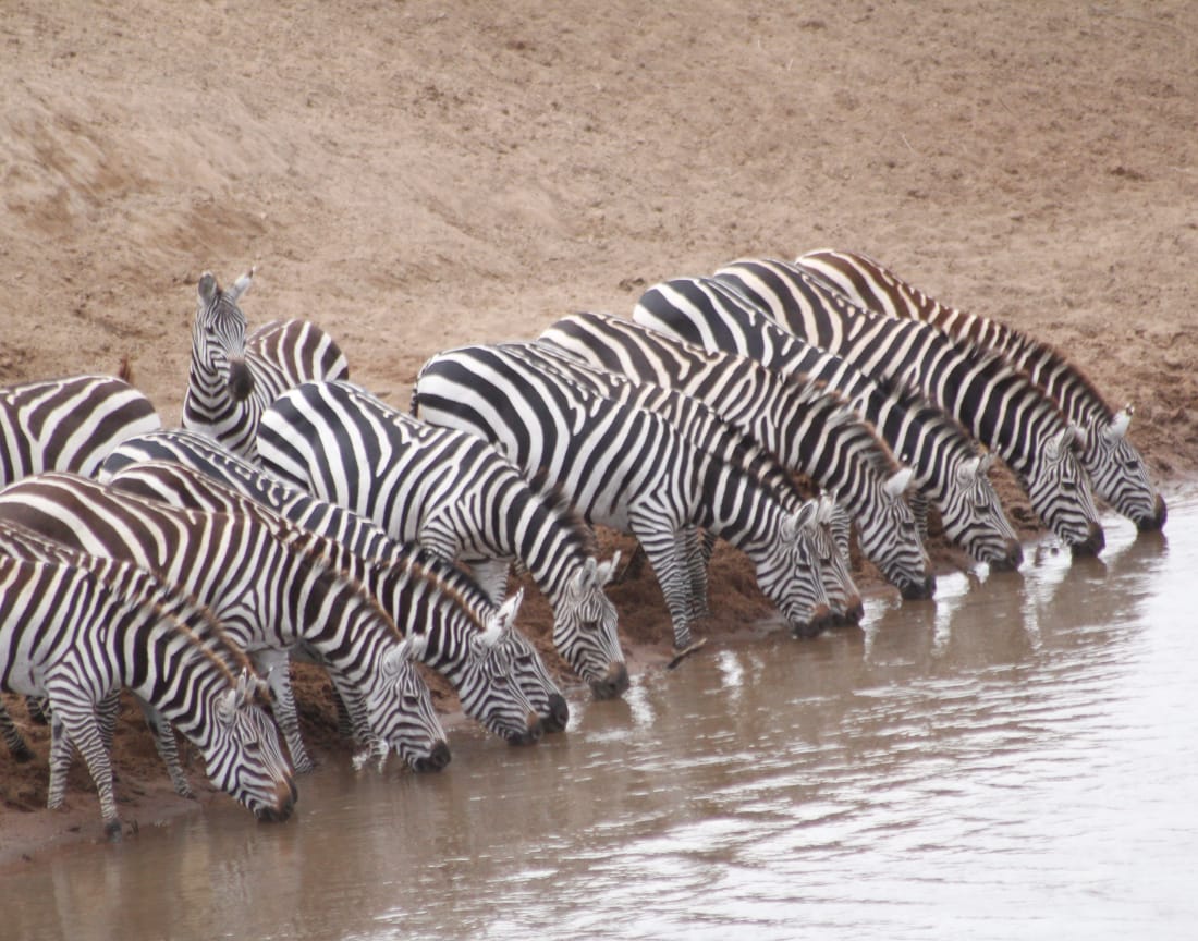 Maasai Mara
