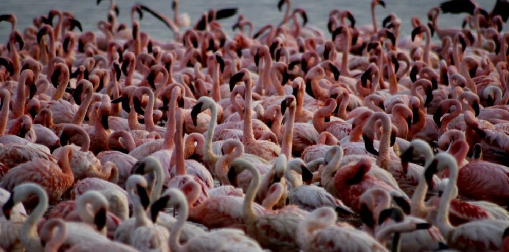 Lake Nakuru National Park Safari