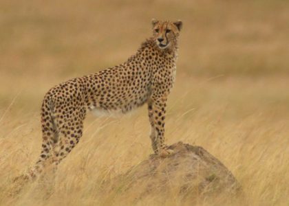 Jamhuri Day Special: Mombasa North Coast Trip