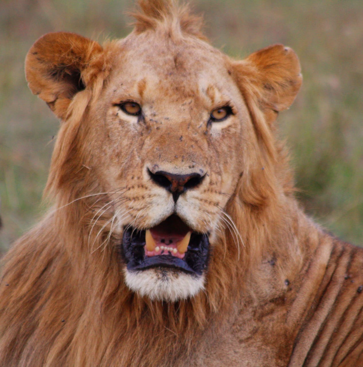 Maasai Mara