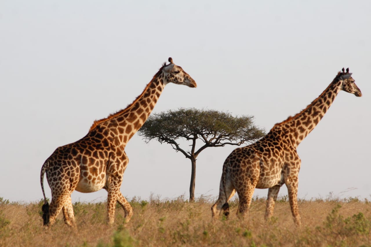 Maasai Mara