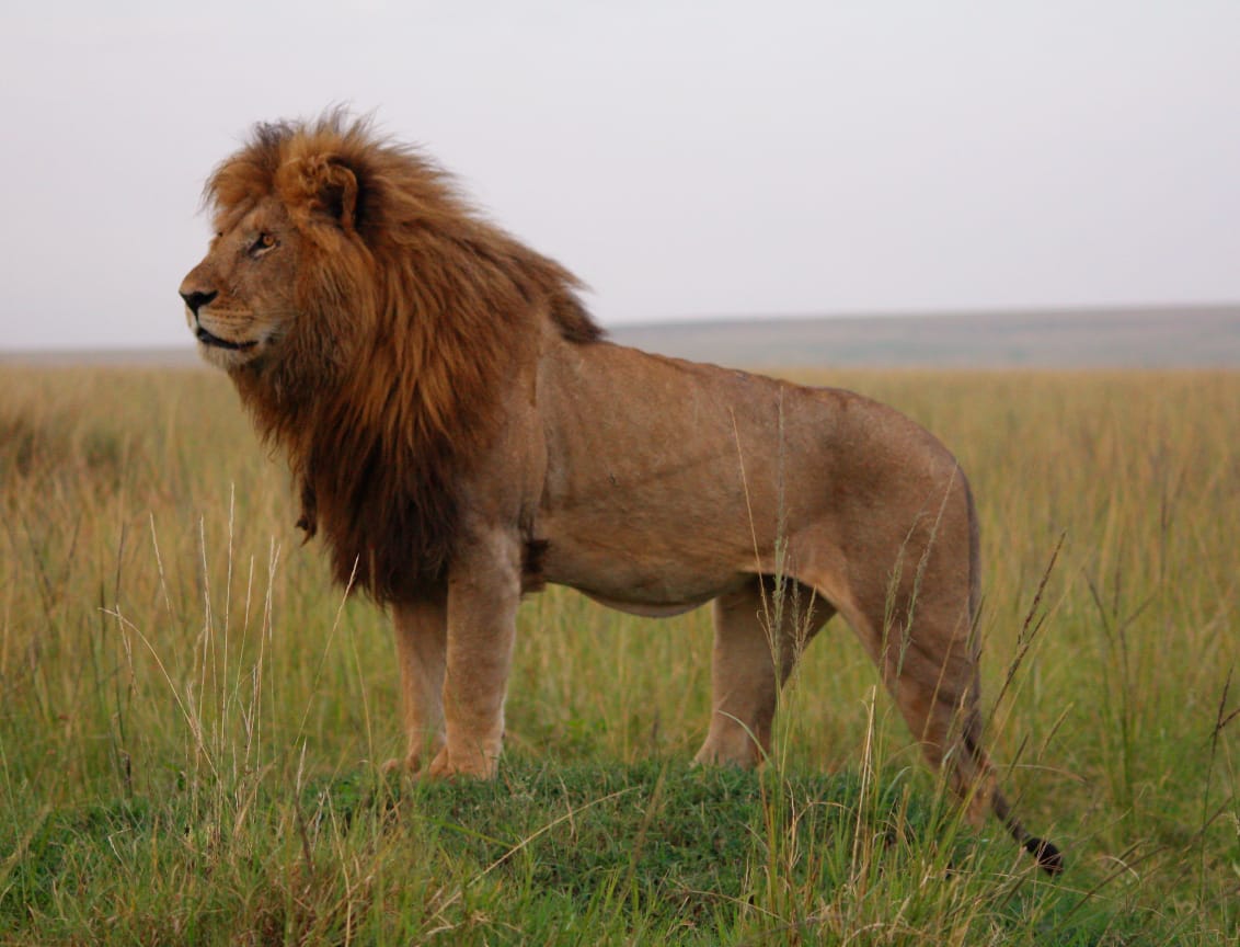 Maasai Mara