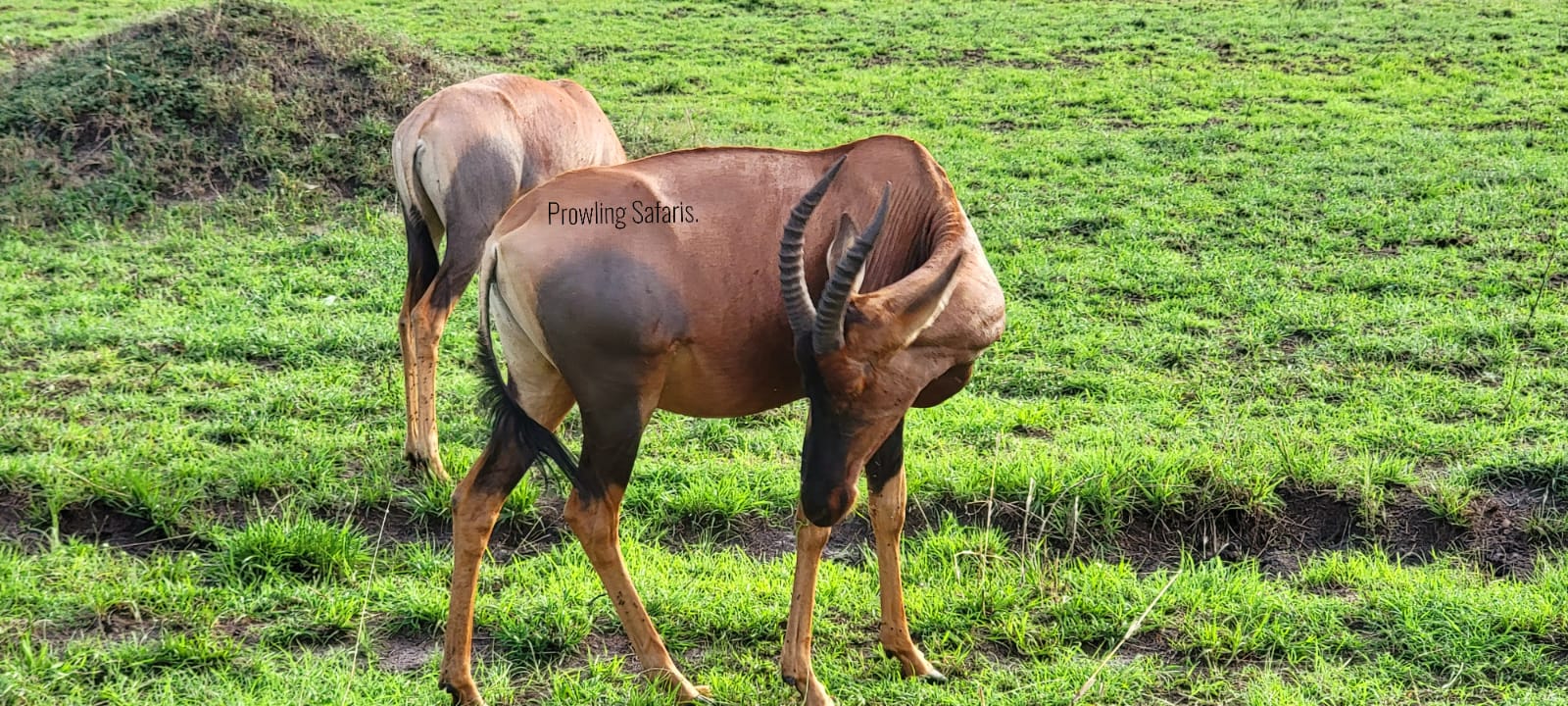 Maasai Mara