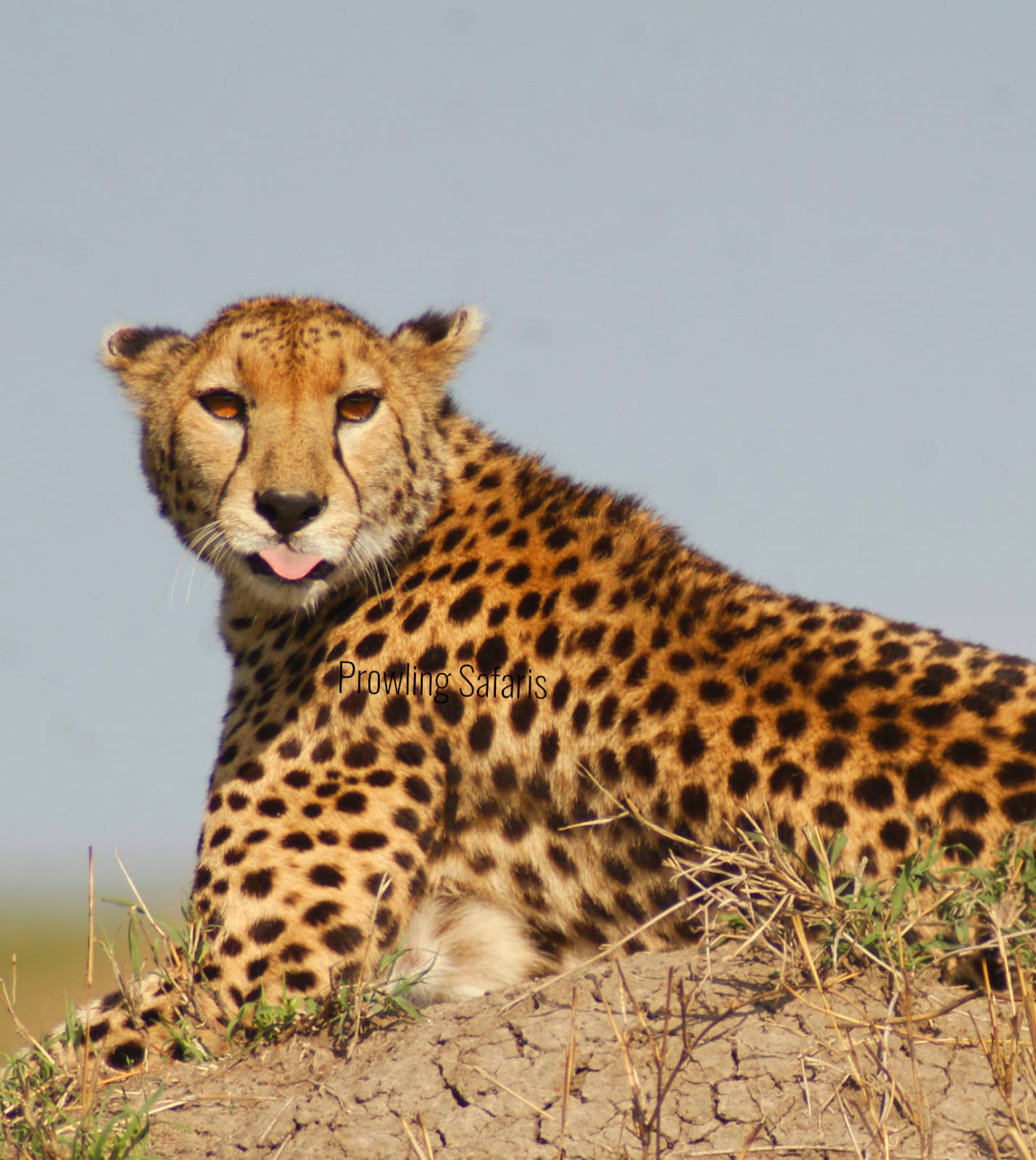 Maasai Mara