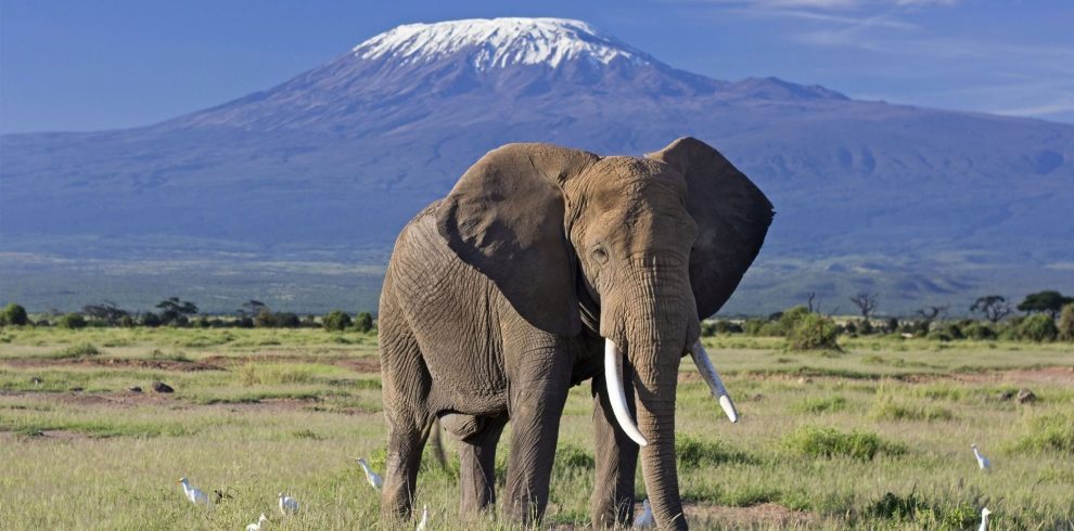 Amboseli National Park Safari
